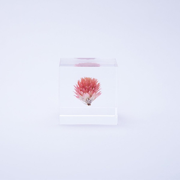 ɸ Ω   ޴ ɥ饤ե ƥꥢ sora cube  塼 ˥  ե ץ쥼 ꥹޥ     ̵ åԥб 