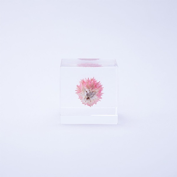 ɸ Ω   ޴ ɥ饤ե ƥꥢ sora cube  塼 ˥  ե ץ쥼 ꥹޥ     ̵ åԥб 