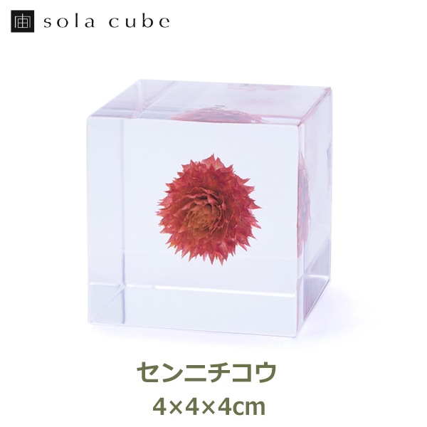 ɸ Ω   ޴ ɥ饤ե ƥꥢ sora cube  塼 ˥  ե ץ쥼 ꥹޥ     ̵ åԥб 