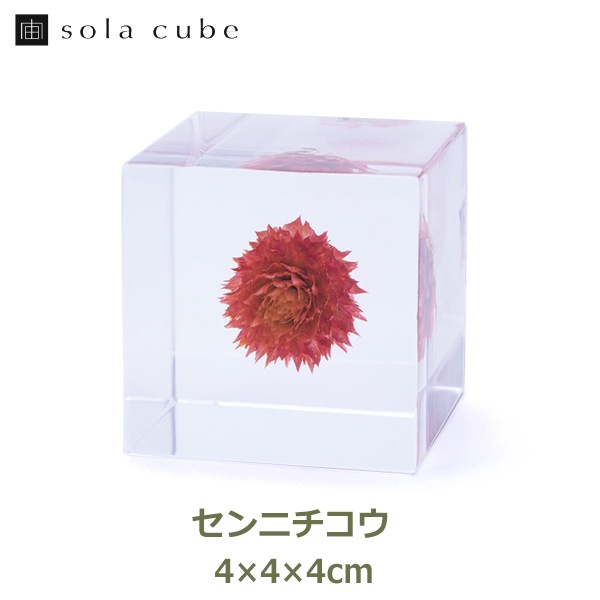 ɸ Ω   ޴ ɥ饤ե ƥꥢ sora cube  塼 ˥  ե ץ쥼 ꥹޥ     ̵ 