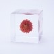 ɸ Ω   ޴ ɥ饤ե ƥꥢ sora cube  塼 ˥  ե ץ쥼 ꥹޥ     ̵ åԥб 