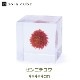 ɸ Ω   ޴ ɥ饤ե ƥꥢ sora cube  塼 ˥  ե ץ쥼 ꥹޥ     ̵ åԥб 