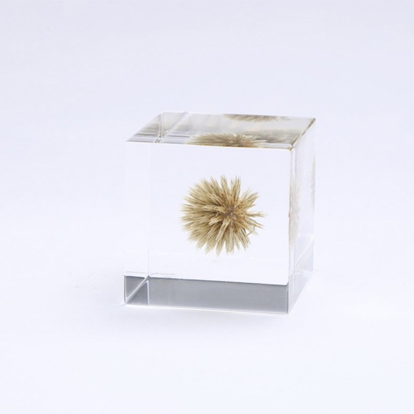 ɸ Ω   ޴ ɥ饤ե ƥꥢ sora cube  塼 ꥿ޥ ե ץ쥼 ꥹޥ     ̵ åԥб 
