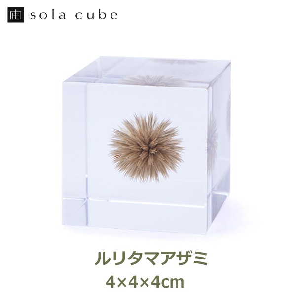 ɸ Ω   ޴ ɥ饤ե ƥꥢ sora cube  塼 ꥿ޥ ե ץ쥼 ꥹޥ     ̵ 