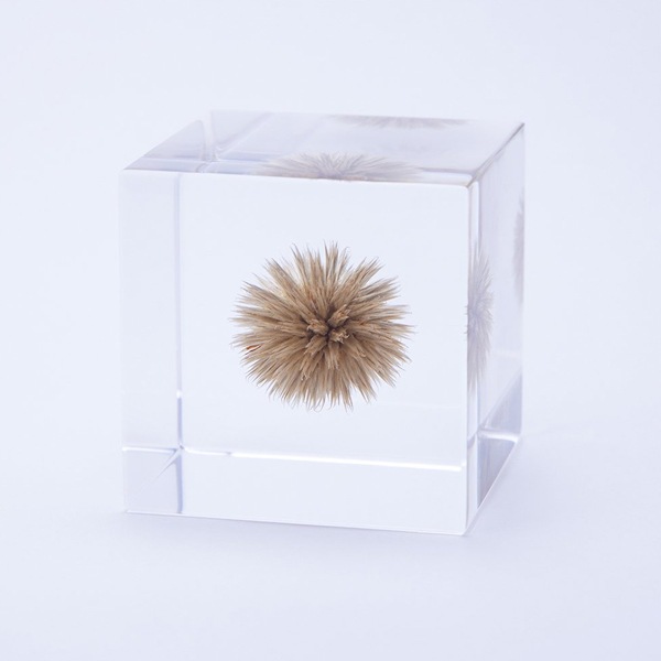 ɸ Ω   ޴ ɥ饤ե ƥꥢ sora cube  塼 ꥿ޥ ե ץ쥼 ꥹޥ     ̵ åԥб 