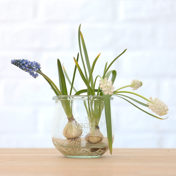 weck giftbox ���ե� �ܥå��� ���塼��å� 370ml 2�� ���å� �����å� S216 �������� �ץ�� �ƴ� �İ��� ���ȥå��� ���饹 ������� ���å��� ��¸ �� ̩�� ����̵�� ��åԥ��б� 