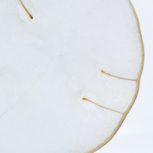 ɸ�� Ω�� ������� �� �޴� �ɥ饤�ե� ����ƥꥢ sora cube �� ���塼�� ��ʥꥢ ���ե� �ץ쥼��������� ���ꥹ�ޥ� ���� ���� ���� ���� ����̵�� ��åԥ��б� 