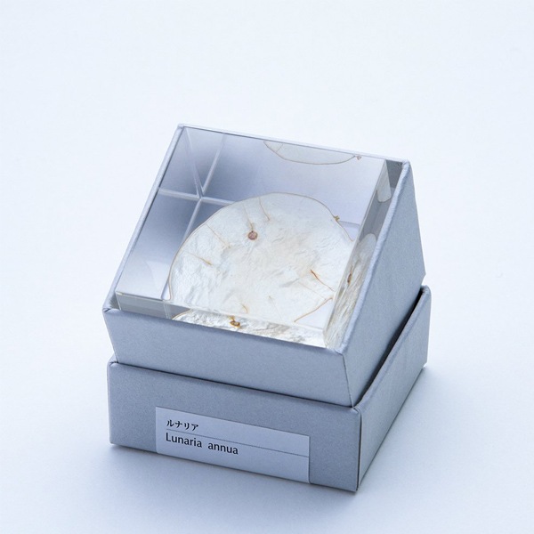 ɸ�� Ω�� ������� �� �޴� �ɥ饤�ե� ����ƥꥢ sora cube �� ���塼�� ��ʥꥢ ���ե� �ץ쥼��������� ���ꥹ�ޥ� ���� ���� ���� ���� ����̵�� ��åԥ��б� 