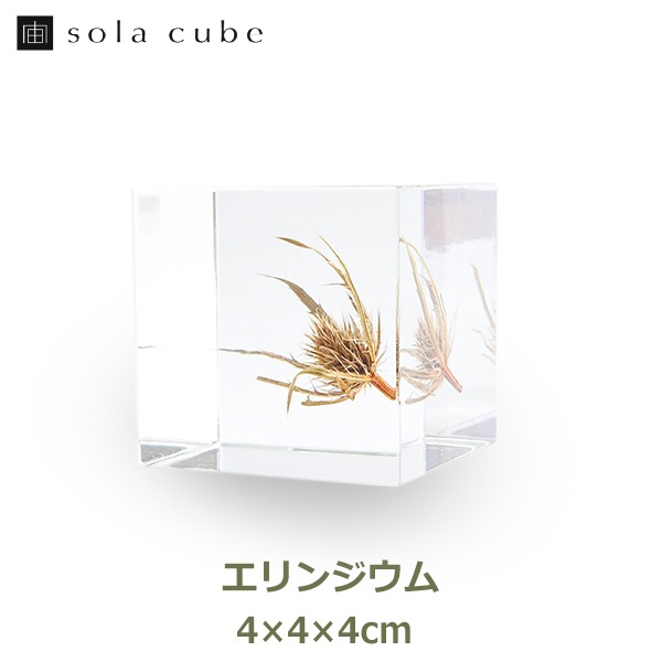 �������Υͥɥ� ������� Ω�� ɸ�� ����󥸥��� ���ꥢ Ʃ�� �ͳ� ����󥸥塼�� ����󥮥��� ��ʪ �� ���� �� ���塼�� sola cube ����ƥꥢ ��ʪ ���� ��åԥ��б� 