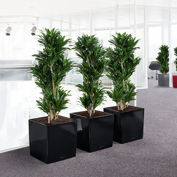 ����ȭ �ץ�󥿡� ������� �����ǥ˥󥰻��� ȭ ����塼�� �緿 ���塼�� �ץ�ߥ��� 40 ���ʼ� �ⵡǽ �������� �ͳ� ���� ��ñ CUBE PREMIUM LE-3440 ����̵�� 