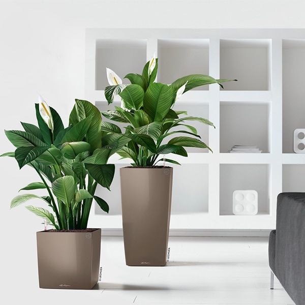 ����ȭ �ץ�󥿡� ������� �����ǥ˥󥰻��� ȭ ����塼�� �緿 ���塼�� �ץ�ߥ��� 40 ���ʼ� �ⵡǽ �������� �ͳ� ���� ��ñ CUBE PREMIUM LE-3440 ����̵�� 