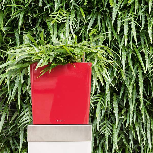 ����ȭ �ץ�󥿡� ������� �����ǥ˥󥰻��� ȭ ����塼�� �緿 ���塼�� �ץ�ߥ��� 40 ���ʼ� �ⵡǽ �������� �ͳ� ���� ��ñ CUBE PREMIUM LE-3440 ����̵�� 