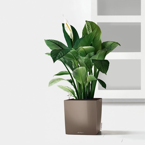 ����ȭ �ץ�󥿡� ������� �����ǥ˥󥰻��� ȭ ����塼�� �緿 ���塼�� �ץ�ߥ��� 40 ���ʼ� �ⵡǽ �������� �ͳ� ���� ��ñ CUBE PREMIUM LE-3440 ����̵�� 