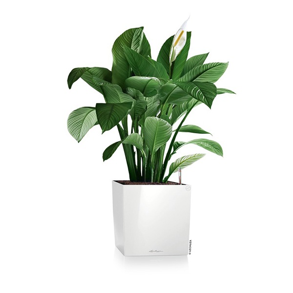 ����ȭ �ץ�󥿡� ������� �����ǥ˥󥰻��� ȭ ����塼�� �緿 ���塼�� �ץ�ߥ��� 40 ���ʼ� �ⵡǽ �������� �ͳ� ���� ��ñ CUBE PREMIUM LE-3440 ����̵�� 