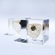 ɸ�� Ω�� ������� �� �޴� �ɥ饤�ե� ����ƥꥢ sora cube �� ���塼�� �ۥ����� ���� ���ե� �ץ쥼��������� ���ꥹ�ޥ� ���� ���� ���� ���� ����̵�� ��åԥ��б� 