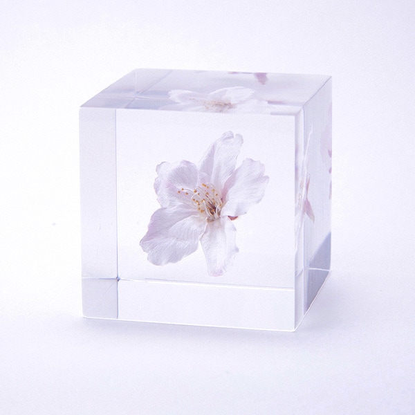 �襭�塼�� ���ᥤ�襷�� 4cm Sola cube ������ �� �������Υͥɥ� ���饭�塼�� ���ꥢ ������� �ץ쥼��� ���ե� ���ˤ� ������ �� Ʃ�� �� Ω��ɸ�� ����ƥꥢ ��ʪ �ե� ��ʪ ���� ���֥��� ���� ����̵�� 