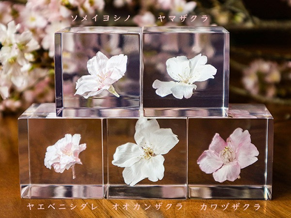�襭�塼�� ���ᥤ�襷�� 4cm Sola cube ������ �� �������Υͥɥ� ���饭�塼�� ���ꥢ ������� �ץ쥼��� ���ե� ���ˤ� ������ �� Ʃ�� �� Ω��ɸ�� ����ƥꥢ ��ʪ �ե� ��ʪ ���� ���֥��� ���� ����̵�� 