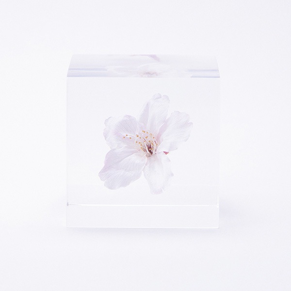�襭�塼�� ���ᥤ�襷�� 4cm Sola cube ������ �� �������Υͥɥ� ���饭�塼�� ���ꥢ ������� �ץ쥼��� ���ե� ���ˤ� ������ �� Ʃ�� �� Ω��ɸ�� ����ƥꥢ ��ʪ �ե� ��ʪ ���� ���֥��� ���� ����̵�� 