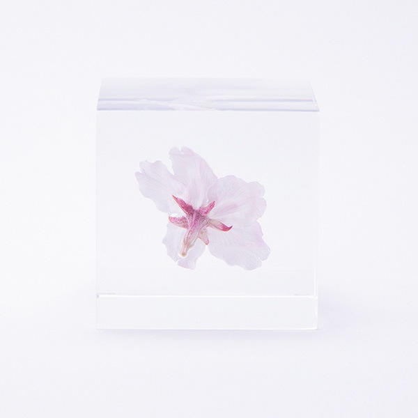 �襭�塼�� ���ᥤ�襷�� 4cm Sola cube ������ �� �������Υͥɥ� ���饭�塼�� ���ꥢ ������� �ץ쥼��� ���ե� ���ˤ� ������ �� Ʃ�� �� Ω��ɸ�� ����ƥꥢ ��ʪ �ե� ��ʪ ���� ���֥��� ���� ����̵�� 