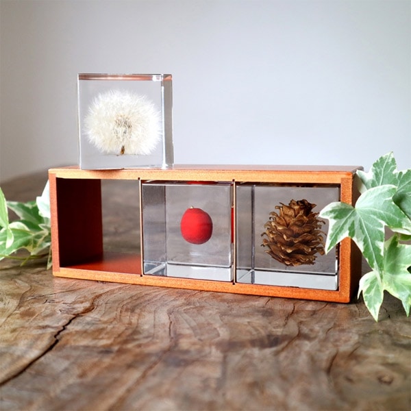 �襭�塼�� ���ᥤ�襷�� 4cm Sola cube ������ �� �������Υͥɥ� ���饭�塼�� ���ꥢ ������� �ץ쥼��� ���ե� ���ˤ� ������ �� Ʃ�� �� Ω��ɸ�� ����ƥꥢ ��ʪ �ե� ��ʪ ���� ���֥��� ���� ����̵�� 