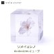�襭�塼�� ���ᥤ�襷�� 4cm Sola cube ������ �� �������Υͥɥ� ���饭�塼�� ���ꥢ ������� �ץ쥼��� ���ե� ���ˤ� ������ �� Ʃ�� �� Ω��ɸ�� ����ƥꥢ ��ʪ �ե� ��ʪ ���� ���֥��� ���� ����̵�� 