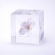 �襭�塼�� ���ᥤ�襷�� 4cm Sola cube ������ �� �������Υͥɥ� ���饭�塼�� ���ꥢ ������� �ץ쥼��� ���ե� ���ˤ� ������ �� Ʃ�� �� Ω��ɸ�� ����ƥꥢ ��ʪ �ե� ��ʪ ���� ���֥��� ���� ����̵�� 