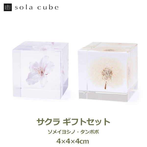  ե å ᥤ襷 ݤ 襭塼 饭塼      ˤ ץ쥼 ƥꥢ Ωο޴ Υͥɥ Sola cube  ֥ ɸ  ʪ ´  ե ʪ  ̵ åԥб 