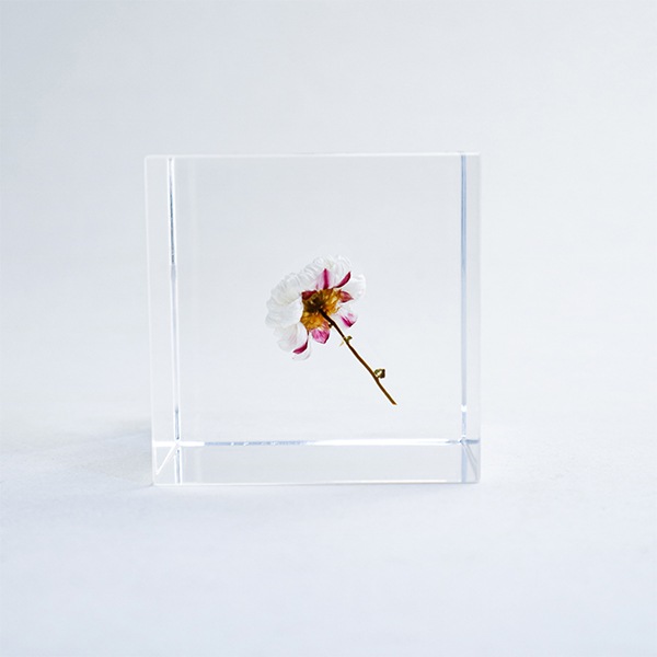 ɸ�� Ω�� ������� �� �޴� �ɥ饤�ե� ����ƥꥢ ���� sora cube �� ���塼�� �������� �򤤲� ɱ���ٹ� ������ 2�� ���ե� �ץ쥼��� ���� ���� ���� ��åԥ��б� 