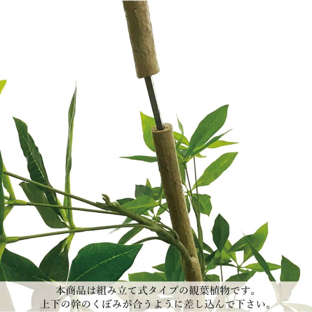 ����ƥ��� �ĥ����� �ե��������꡼�� �緿 �͹����տ�ʪ ¤�� ����ƥꥢ���꡼�� �ץ�󥿡��դ� H195cm ���տ�ʪ ������� �������� PRGR-1544 GREENPARK ����̵�� 