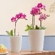 ����ȭ �ץ�󥿡� ������� �����ǥ˥󥰻��� ȭ ����塼�� �ߥ� �ǥ�ƥ����� ���ʼ� �ⵡǽ ���� ��ñ ����ץ� ����� ���塼�� ��ư DELTINI LE-5214 ����̵�� 