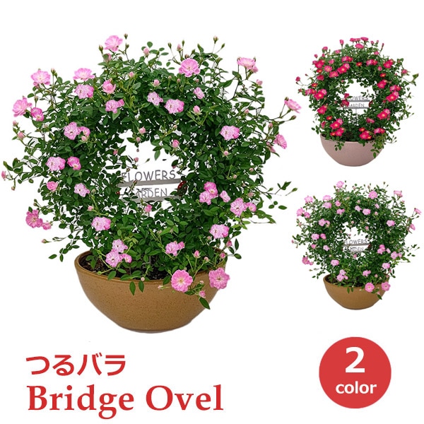 母の日 プレゼント ギフト 予約 鉢植え 寄せ植え 生花 花 フラワー