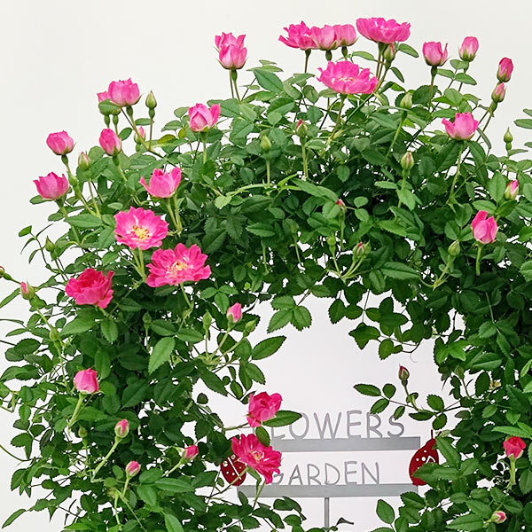 ����� �ץ쥼��� ���ե� ͽ�� ȭ���� �󤻿��� ���� �� �ե� �Ĥ� �Х� �� ������ �ĥ� �ԥ� ��å� ���� ���� ���� �İ��� �֥�å� �����Х�ȭ No.12 ����̵�� 