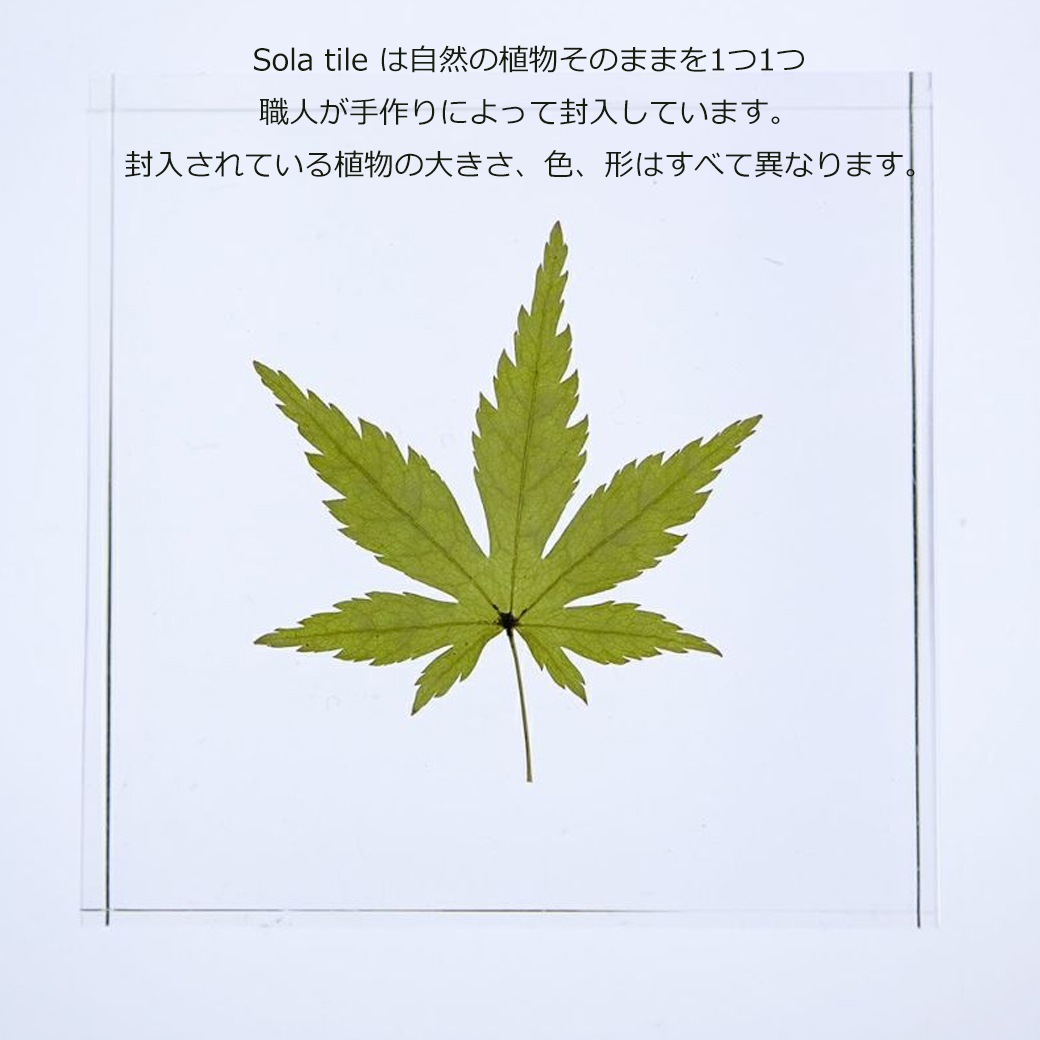 �������Υͥɥ� ɸ�� ��ʪ ���� ������ ���塼�� �襭�塼�� ������ ��ߥ� ���� �� ŷ�� ���� �ܥ��˥��� ������ ����ƥꥢ ������� Ω�� Ʃ�� �� ���� ���� ����̵�� ��åԥ��б� 