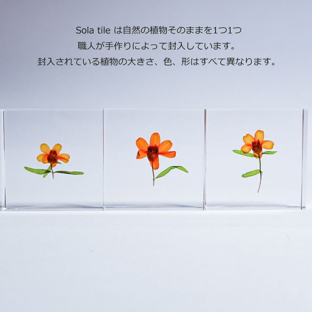 �������Υͥɥ� ɸ�� ��ʪ ���� ������ ���塼�� �襭�塼�� ���˥� ɴ���� �� ŷ�� ���� �ܥ��˥��� ������ ����ƥꥢ ������� Ω�� Ʃ�� ���� ���� ���ڻ� ��åԥ��б� 