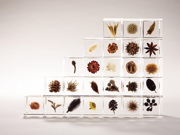 タンポポ 5cm Sola Cube 宙 ソラキューブ ウサギノネドコ 立体標本 透明 植物 おしゃれ インテリア 小物 クリア プレゼント ギフト 箱 春 Viewgarden タンポポ 5cm Sola Cube 宙 ソラキューブ ウサギノネドコ 立体標本 透明 植物 おしゃれ インテリア 小物 クリア プレゼント ギフト 箱 春 Viewgarden