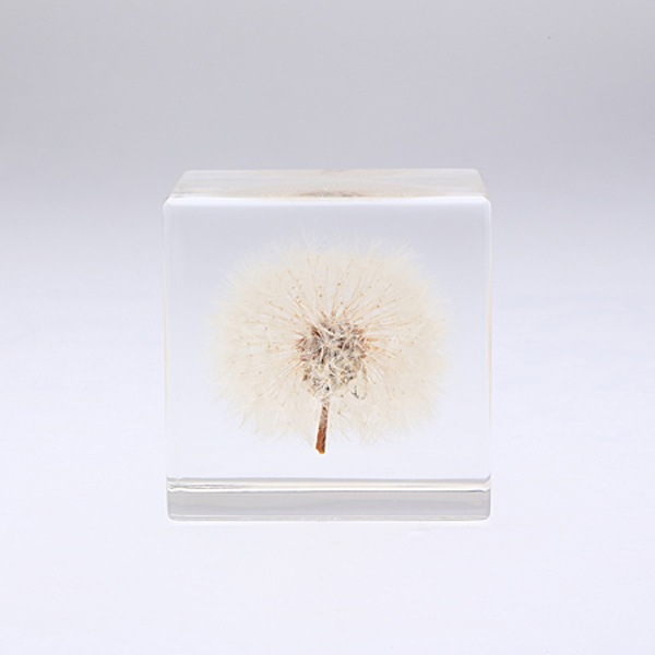 ����ݥ� 5cm Sola cube �� ���饭�塼�� �������Υͥɥ� Ω��ɸ�� Ʃ�� ��ʪ ������� ����ƥꥢ ��ʪ ���ꥢ �ץ쥼��� ���ե� Ȣ �� ���꡼�� �ץ��� ���� �޴� �İ��� ��ΤҤ� ���쥤 Ȣ ������� ���ե� Ʃ���� ����̵�� ��åԥ��б� 
