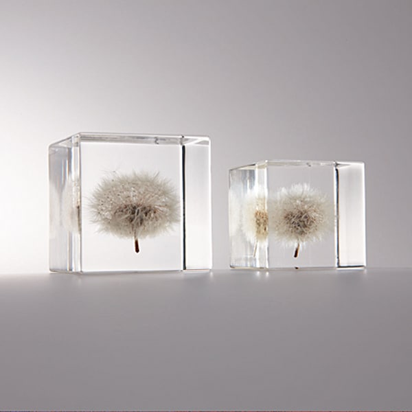 ����ݥ� 5cm Sola cube �� ���饭�塼�� �������Υͥɥ� Ω��ɸ�� Ʃ�� ��ʪ ������� ����ƥꥢ ��ʪ ���ꥢ �ץ쥼��� ���ե� Ȣ �� ���꡼�� �ץ��� ���� �޴� �İ��� ��ΤҤ� ���쥤 Ȣ ������� ���ե� Ʃ���� ����̵�� ��åԥ��б� 