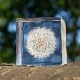 ����ݥ� 5cm Sola cube �� ���饭�塼�� �������Υͥɥ� Ω��ɸ�� Ʃ�� ��ʪ ������� ����ƥꥢ ��ʪ ���ꥢ �ץ쥼��� ���ե� Ȣ �� ���꡼�� �ץ��� ���� �޴� �İ��� ��ΤҤ� ���쥤 Ȣ ������� ���ե� Ʃ���� ����̵�� ��åԥ��б� 