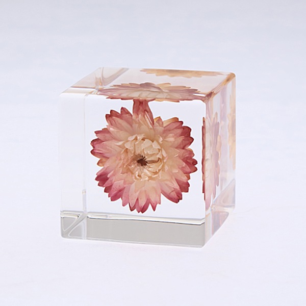 �������饽�� �� Sola cube ���饭�塼�� �������Υͥɥ� ������� ����ƥꥢ Ω��ɸ�� Ʃ�� ��ʪ ��ʪ ���ꥢ �ץ쥼��� ���� ���� ��åԥ� ���ե� Ȣ ���꡼�� �ץ��� ���� �޴� �İ��� ��ΤҤ� ���쥤 Ȣ ������� �� ����̵�� ��åԥ��б� 