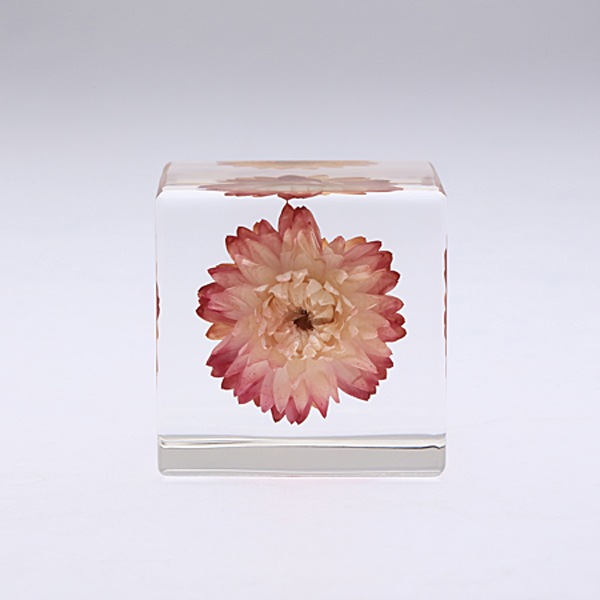 �������饽�� �� Sola cube ���饭�塼�� �������Υͥɥ� ������� ����ƥꥢ Ω��ɸ�� Ʃ�� ��ʪ ��ʪ ���ꥢ �ץ쥼��� ���� ���� ��åԥ� ���ե� Ȣ ���꡼�� �ץ��� ���� �޴� �İ��� ��ΤҤ� ���쥤 Ȣ ������� �� ����̵�� ��åԥ��б� 