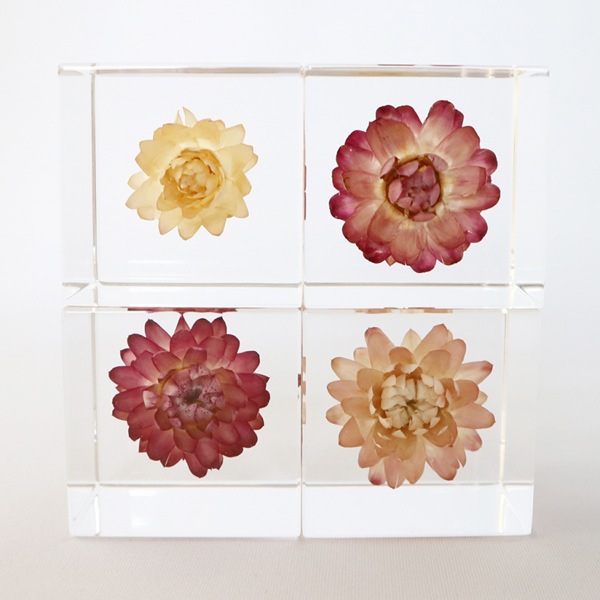 �������饽�� �� Sola cube ���饭�塼�� �������Υͥɥ� ������� ����ƥꥢ Ω��ɸ�� Ʃ�� ��ʪ ��ʪ ���ꥢ �ץ쥼��� ���� ���� ��åԥ� ���ե� Ȣ ���꡼�� �ץ��� ���� �޴� �İ��� ��ΤҤ� ���쥤 Ȣ ������� �� ����̵�� ��åԥ��б� 