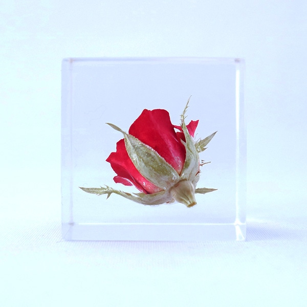 �Х� 4cm Sola cube �� ���饭�塼�� �������Υͥɥ� �� ������ �� �� ����ƥꥢ �ץ쥼��� ���ե� �ˤ� ���ꥢ Ʃ�� ������� Ω��ɸ�� ����� ������ ��ʪ ���֥��� ����� ����̵�� ��åԥ��б� 
