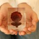 �Х� 4cm Sola cube �� ���饭�塼�� �������Υͥɥ� �� ������ �� �� ����ƥꥢ �ץ쥼��� ���ե� �ˤ� ���ꥢ Ʃ�� ������� Ω��ɸ�� ����� ������ ��ʪ ���֥��� ����� ����̵�� ��åԥ��б� 