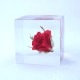 �Х� 4cm Sola cube �� ���饭�塼�� �������Υͥɥ� �� ������ �� �� ����ƥꥢ �ץ쥼��� ���ե� �ˤ� ���ꥢ Ʃ�� ������� Ω��ɸ�� ����� ������ ��ʪ ���֥��� ����� ����̵�� ��åԥ��б� 
