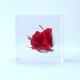 �Х� 4cm Sola cube �� ���饭�塼�� �������Υͥɥ� �� ������ �� �� ����ƥꥢ �ץ쥼��� ���ե� �ˤ� ���ꥢ Ʃ�� ������� Ω��ɸ�� ����� ������ ��ʪ ���֥��� ����� ����̵�� ��åԥ��б� 