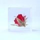�Х� 4cm Sola cube �� ���饭�塼�� �������Υͥɥ� �� ������ �� �� ����ƥꥢ �ץ쥼��� ���ե� �ˤ� ���ꥢ Ʃ�� ������� Ω��ɸ�� ����� ������ ��ʪ ���֥��� ����� ����̵�� ��åԥ��б� 