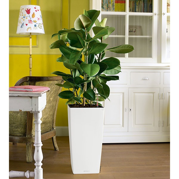 ����ȭ �ץ�󥿡� ������� �����ǥ˥󥰻��� ȭ ����塼�� �����Υߡ� ����� 40 �Ѹ��� UV�ù� ���ʼ� ���� ����ץ� ����� �ץ饹���å� COLUMN LE-8040 ����̵�� 