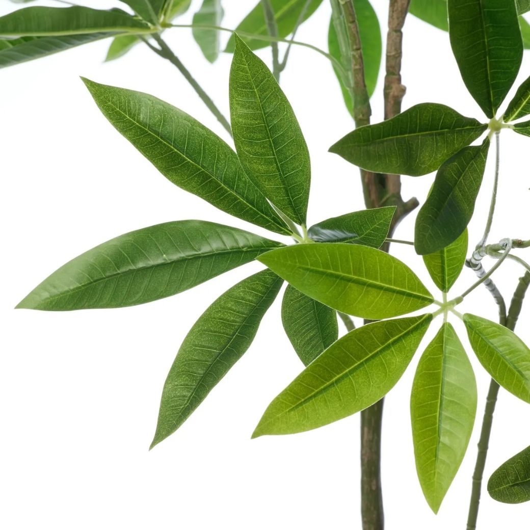 �ѥ��� ȯ��� money tree �ե��������꡼�� �緿 �͹����տ�ʪ ¤�� ����ƥꥢ���꡼�� �ץ�󥿡��դ� H185cm ���տ�ʪ �������� ��ʪ PRGR-1602 GREENPARK ����̵�� 