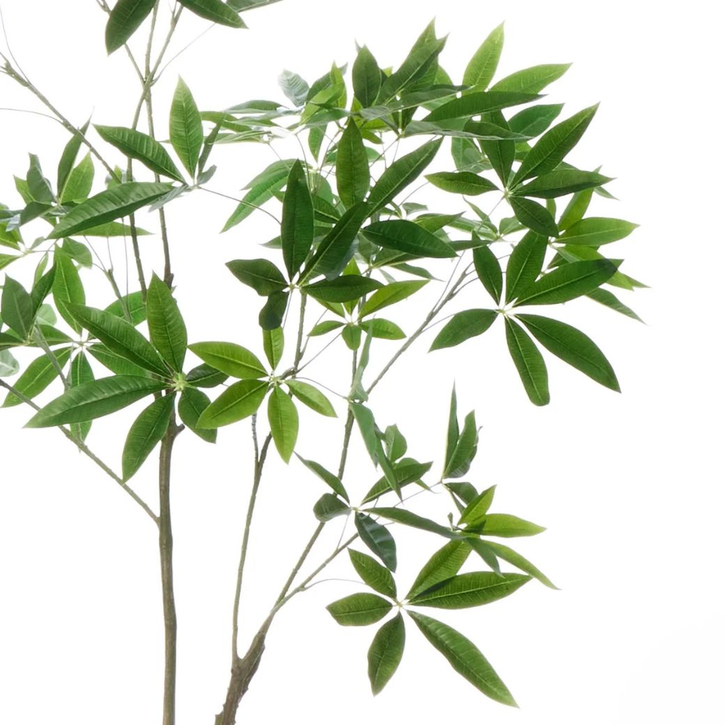 �ѥ��� ȯ��� money tree �ե��������꡼�� �緿 �͹����տ�ʪ ¤�� ����ƥꥢ���꡼�� �ץ�󥿡��դ� H185cm ���տ�ʪ �������� ��ʪ PRGR-1602 GREENPARK ����̵�� 