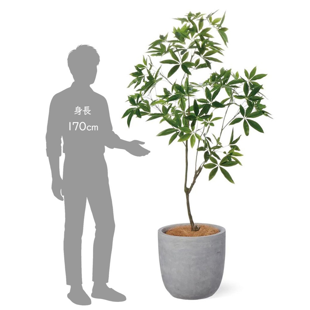 �ѥ��� ȯ��� money tree �ե��������꡼�� �緿 �͹����տ�ʪ ¤�� ����ƥꥢ���꡼�� �ץ�󥿡��դ� H185cm ���տ�ʪ �������� ��ʪ PRGR-1602 GREENPARK ����̵�� 